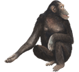 Schimpanse - Fell 69