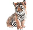 Tiger - Fell 42