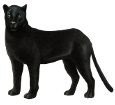 Schwarze Panther - Fell 51