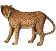 Jaguar - Fell 46